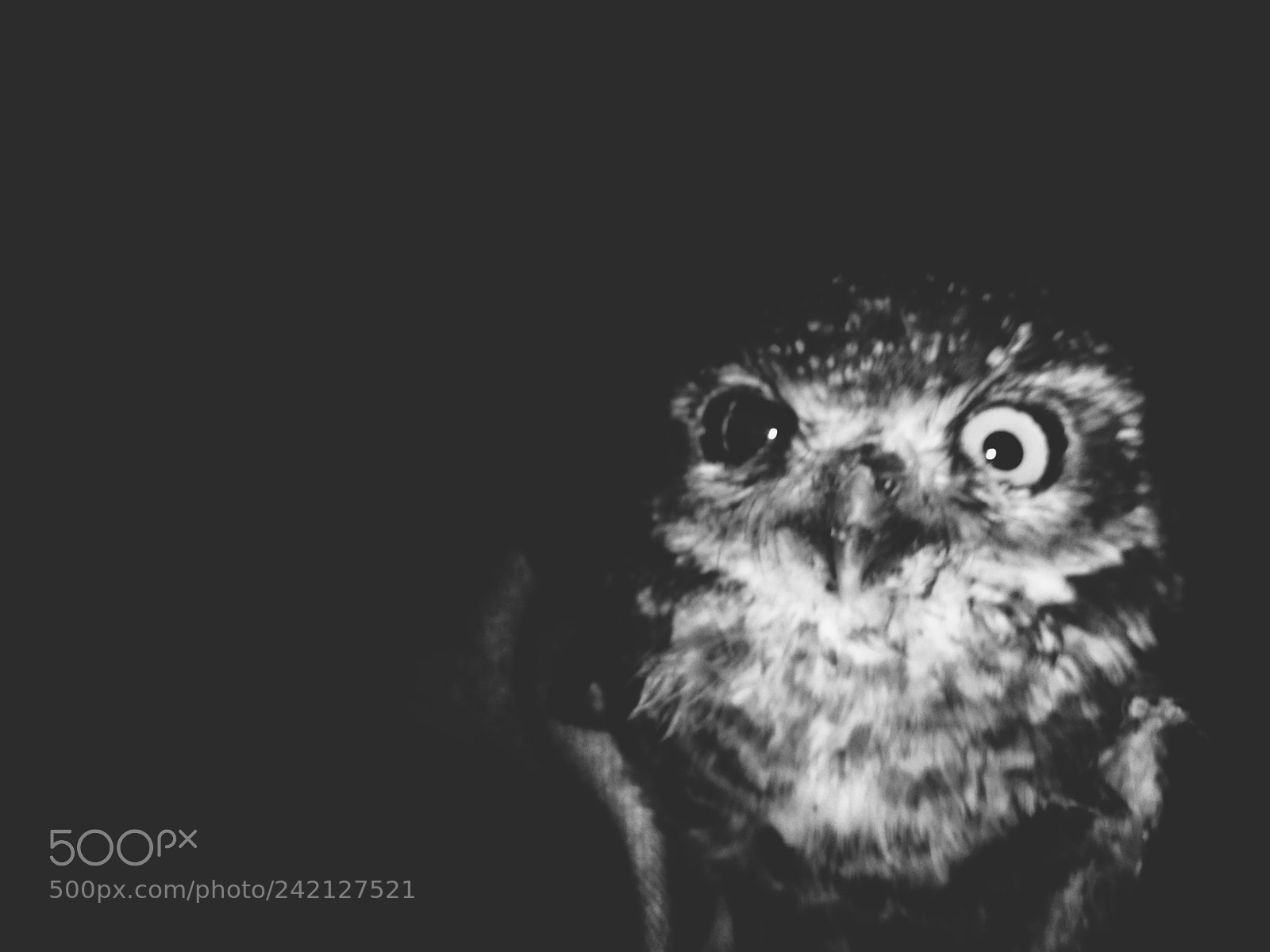 OPPO A37fw-International sample photo. Owl❤ photography