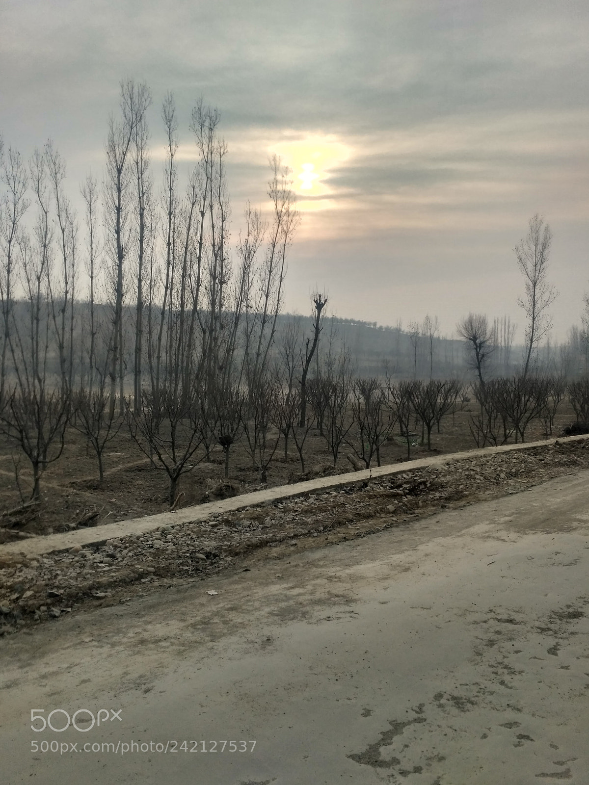Xiaomi Redmi 3S sample photo. Untitled photography