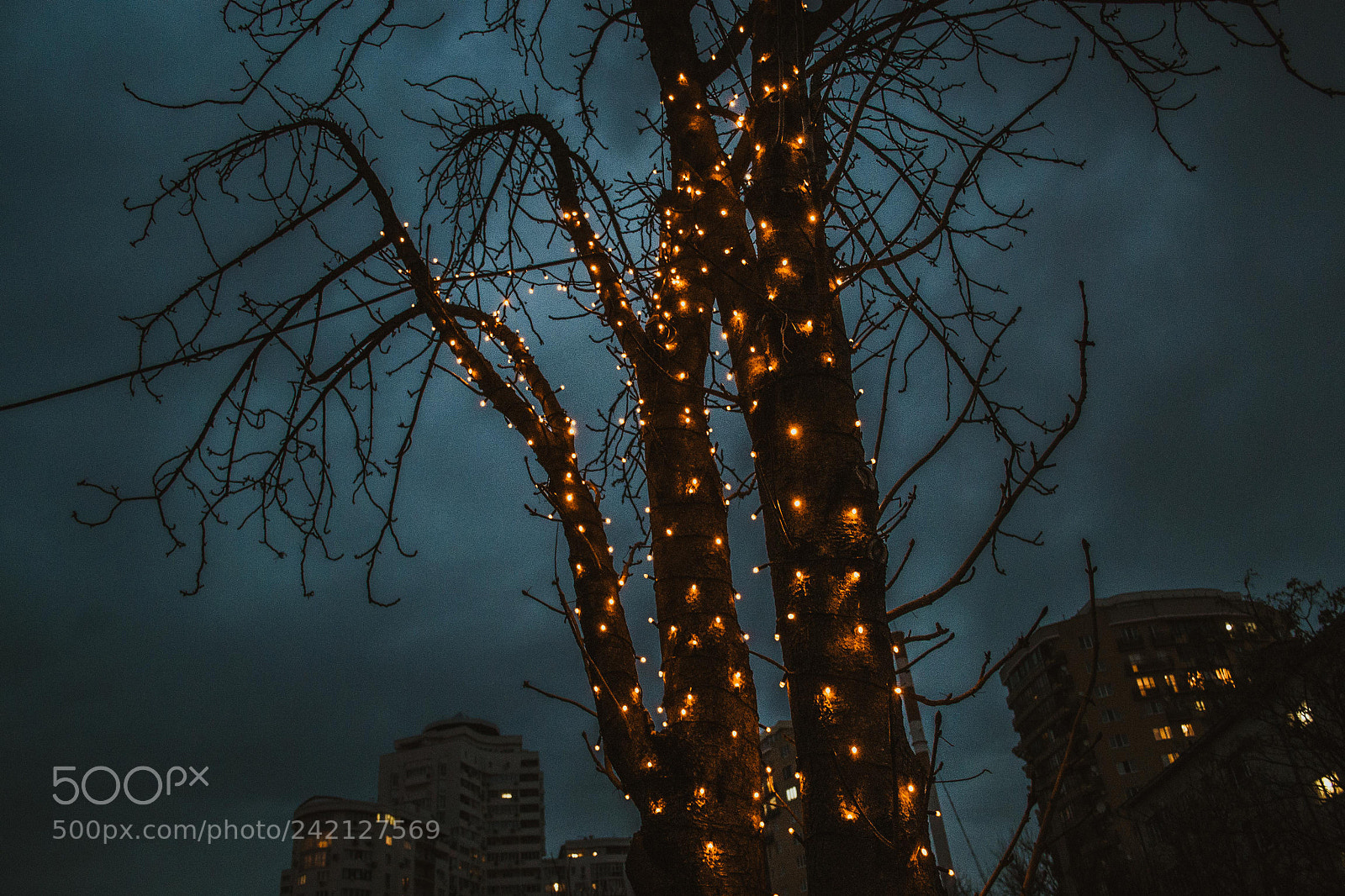 Nikon D3100 sample photo. Look up photography