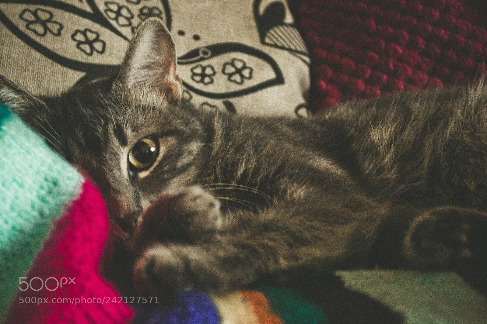 Nikon D3100 sample photo. Cat photography