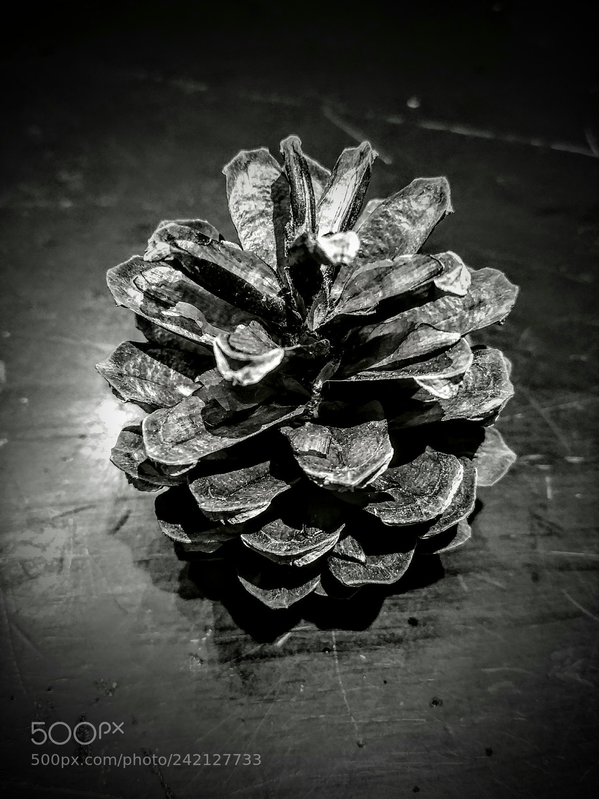 LG G6 sample photo. Pine cone photography