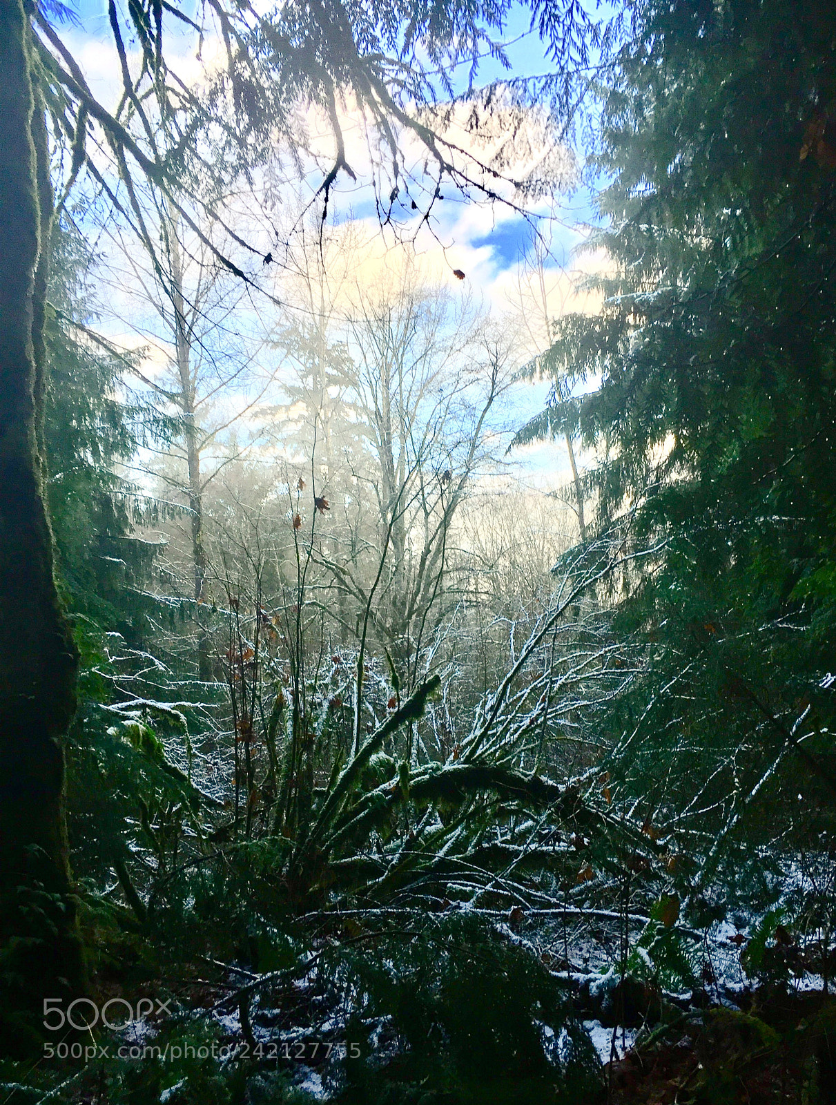 Apple iPhone 6 sample photo. Winter forest photography