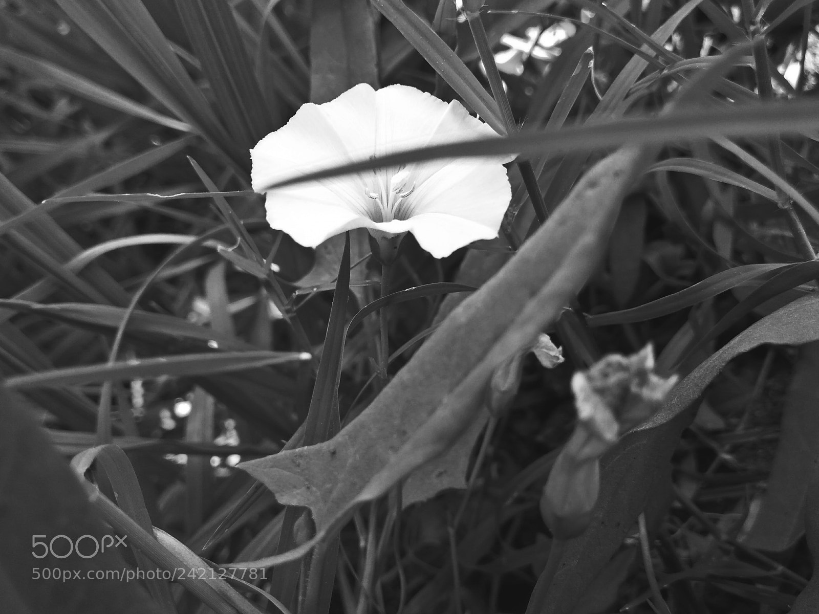OPPO A37fw-International sample photo. Flower? photography