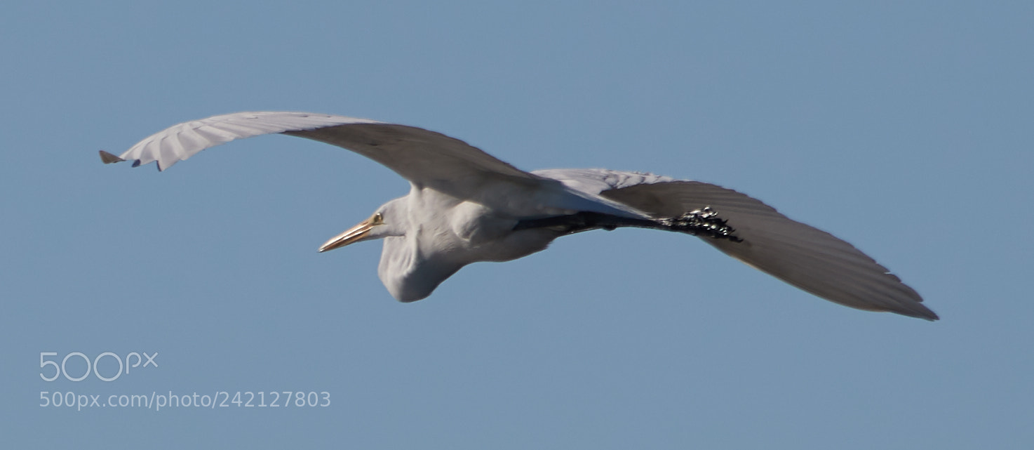 Canon EOS-1D X Mark II sample photo. 01-11-18-8905.jpg photography