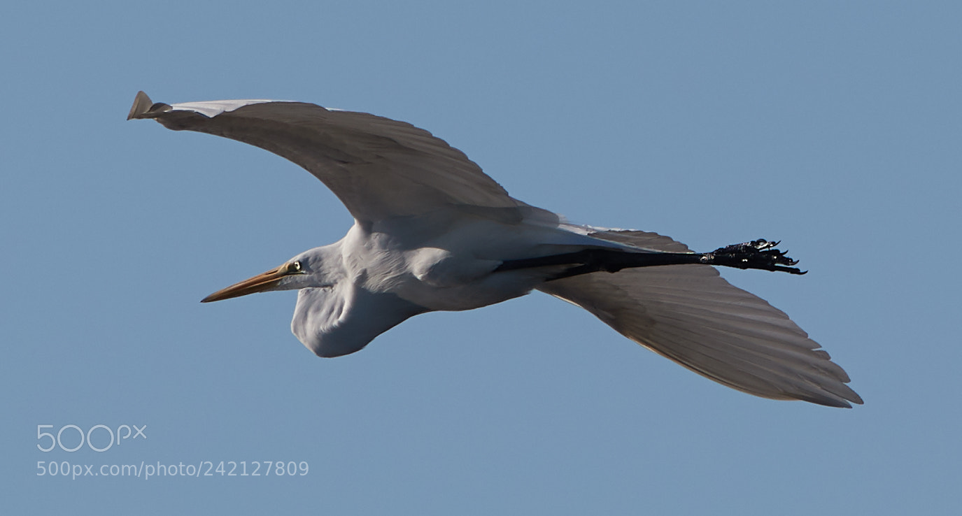 Canon EOS-1D X Mark II sample photo. 01-11-18-8907.jpg photography