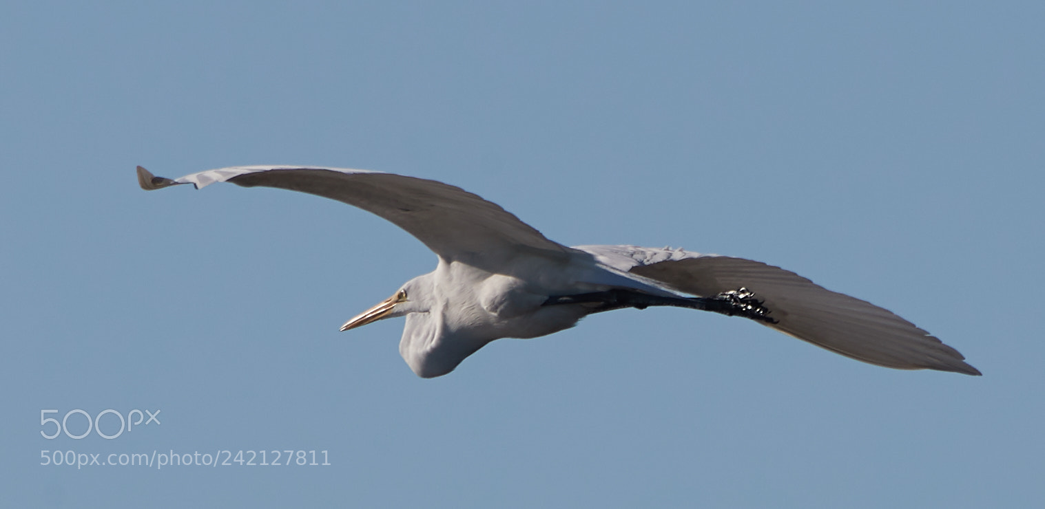 Canon EOS-1D X Mark II sample photo. 01-11-18-8906.jpg photography