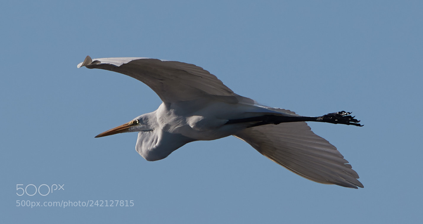 Canon EOS-1D X Mark II sample photo. 01-11-18-8908.jpg photography