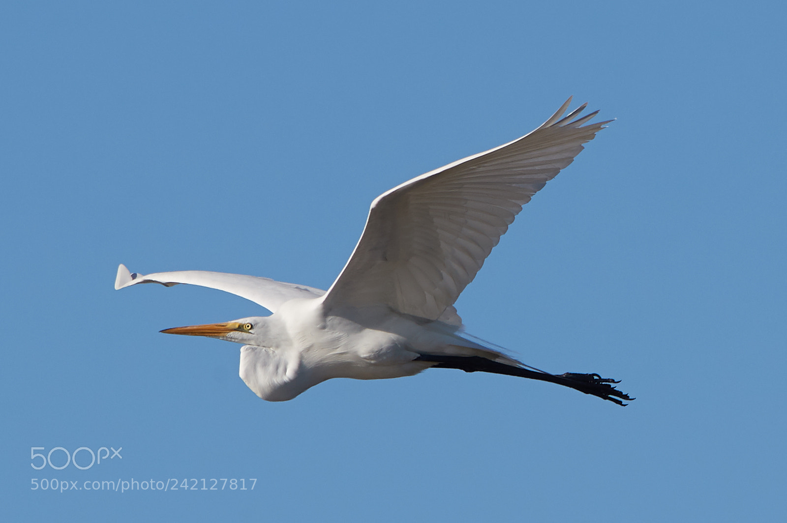 Canon EOS-1D X Mark II sample photo. 01-11-18-8910.jpg photography