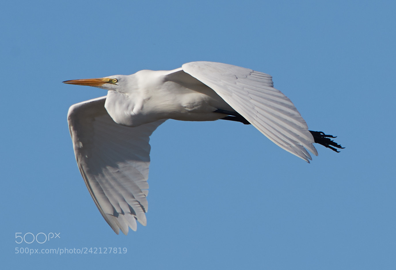 Canon EOS-1D X Mark II sample photo. 01-11-18-8911.jpg photography