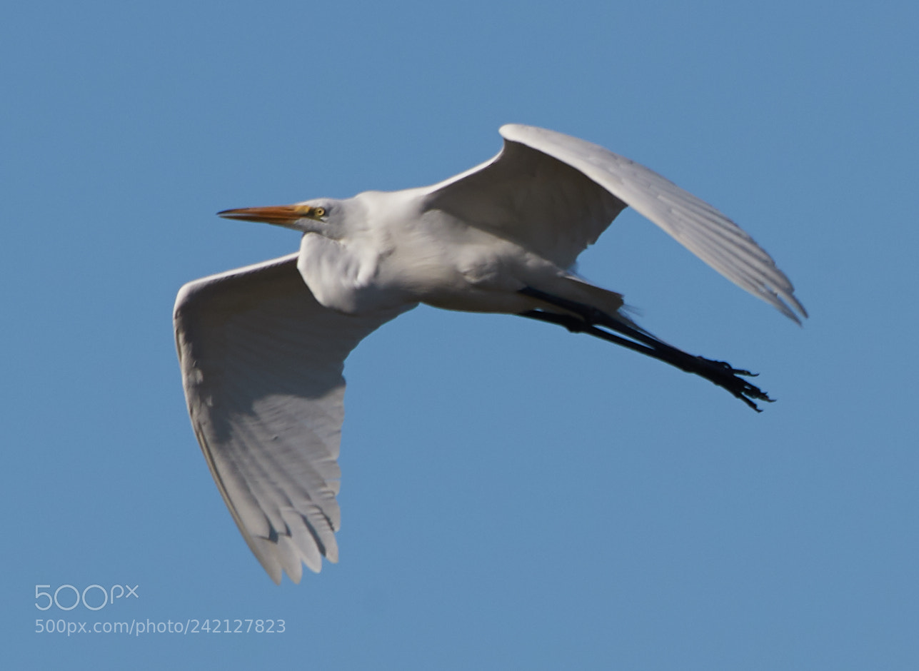 Canon EOS-1D X Mark II sample photo. 01-11-18-8913.jpg photography
