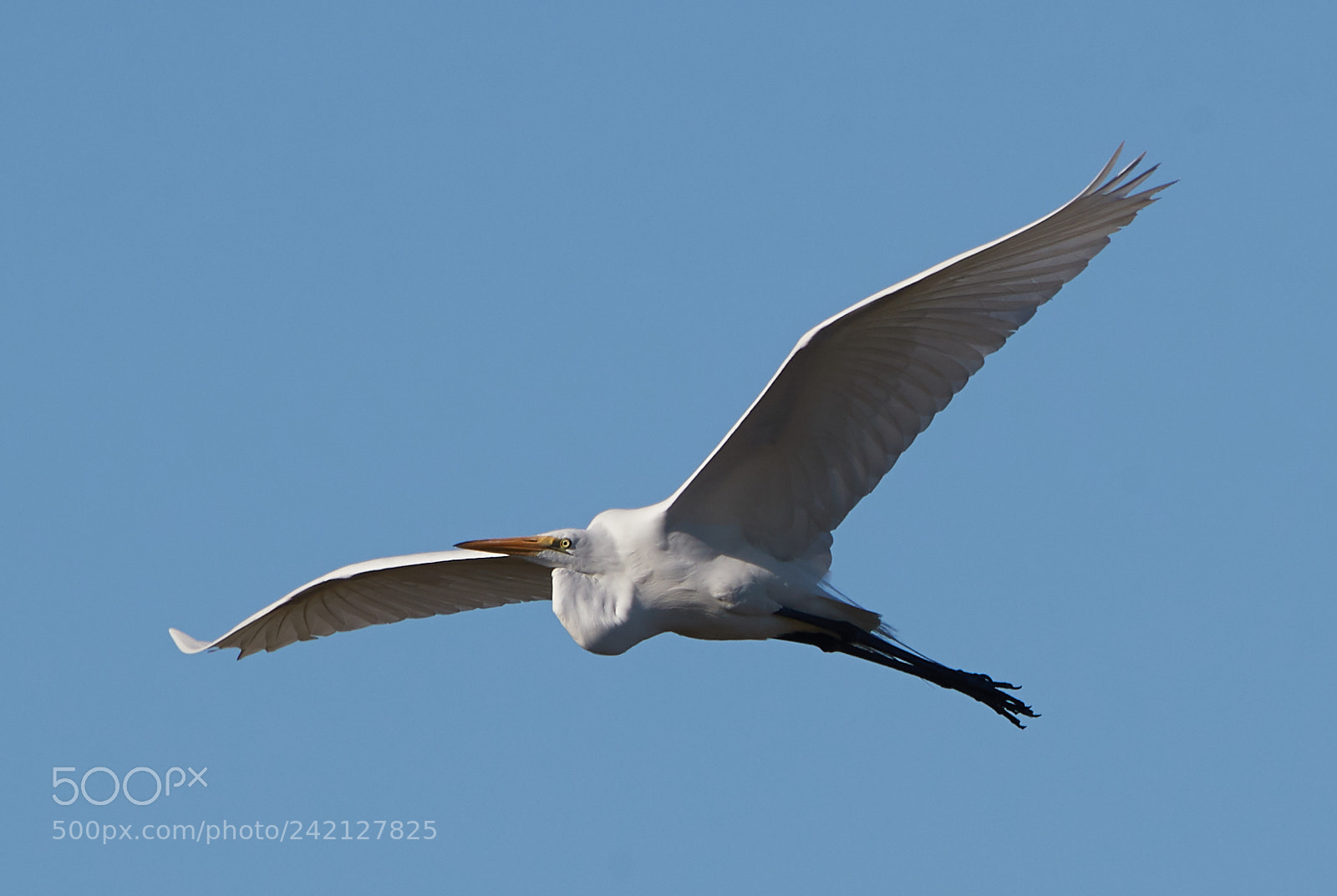 Canon EOS-1D X Mark II sample photo. 01-11-18-8914.jpg photography