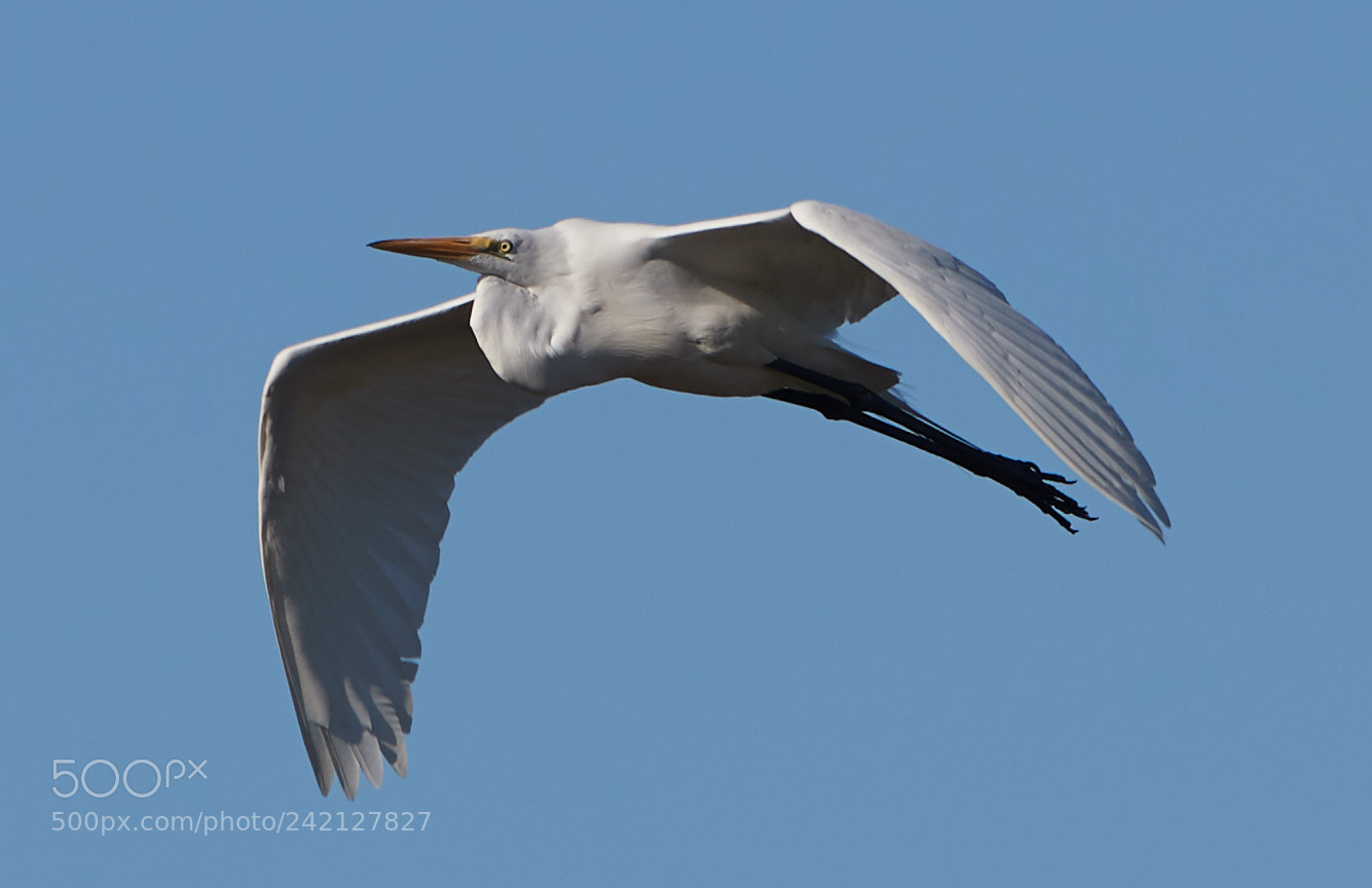 Canon EOS-1D X Mark II sample photo. 01-11-18-8915.jpg photography