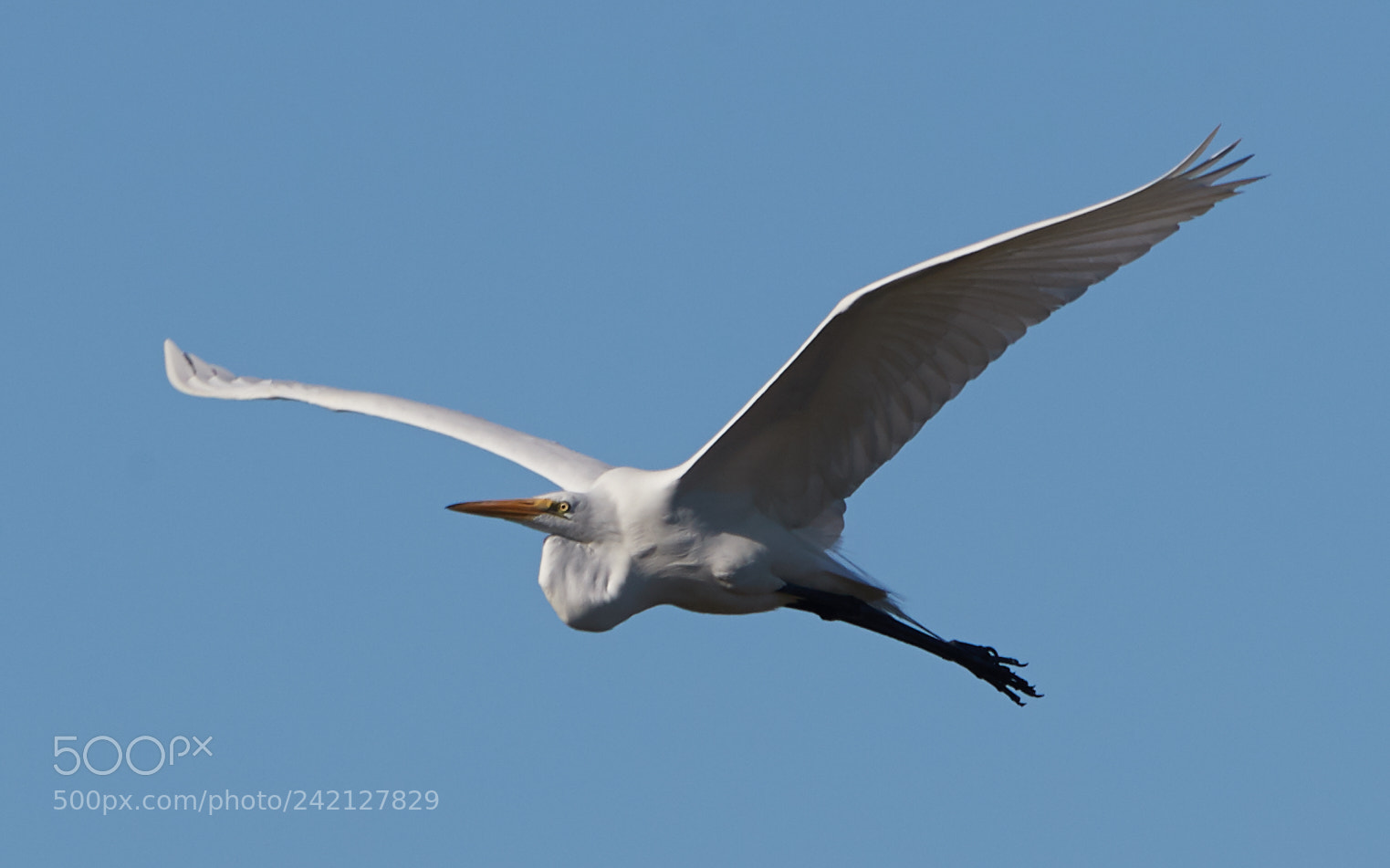Canon EOS-1D X Mark II sample photo. 01-11-18-8916.jpg photography