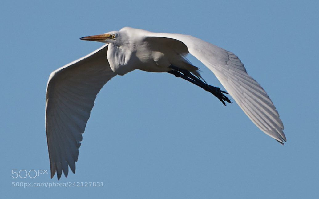 Canon EOS-1D X Mark II sample photo. 01-11-18-8917.jpg photography