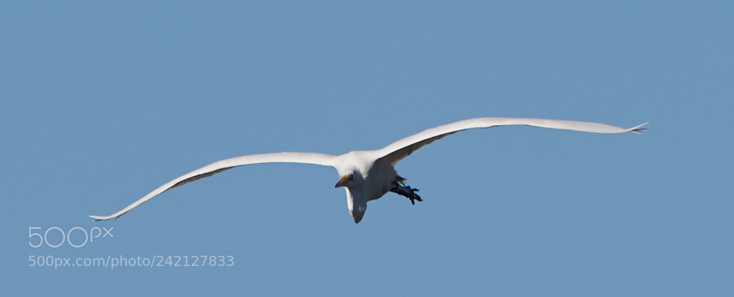 Canon EOS-1D X Mark II sample photo. 01-11-18-8919.jpg photography