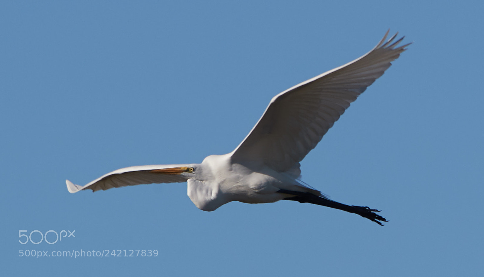 Canon EOS-1D X Mark II sample photo. 01-11-18-8912.jpg photography