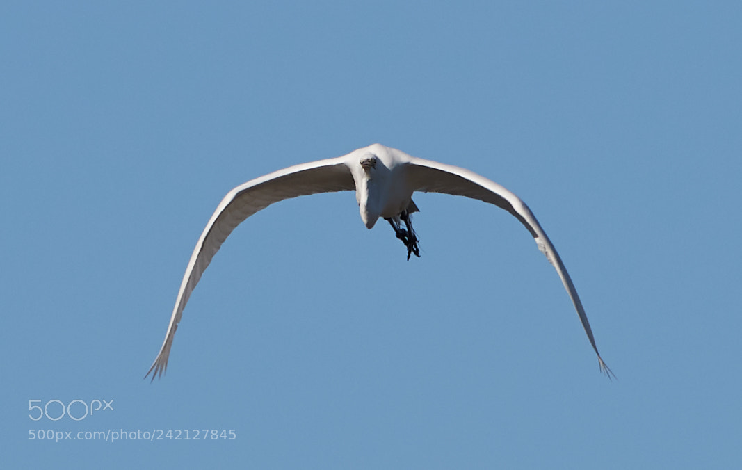 Canon EOS-1D X Mark II sample photo. 01-11-18-8920.jpg photography