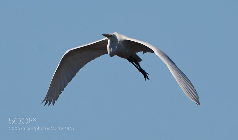Canon EOS-1D X Mark II sample photo. 01-11-18-8925.jpg photography