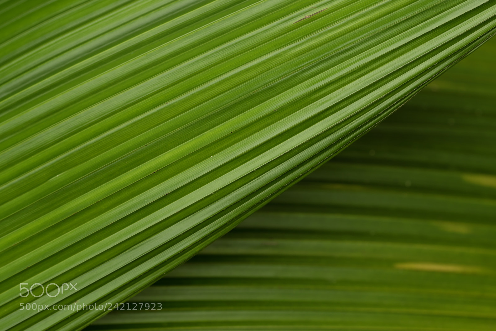 Fujifilm X-T10 sample photo. Mix of leaves photography