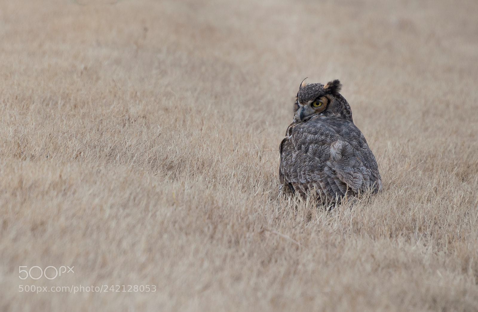 Nikon D800 sample photo. Great horned owl photography
