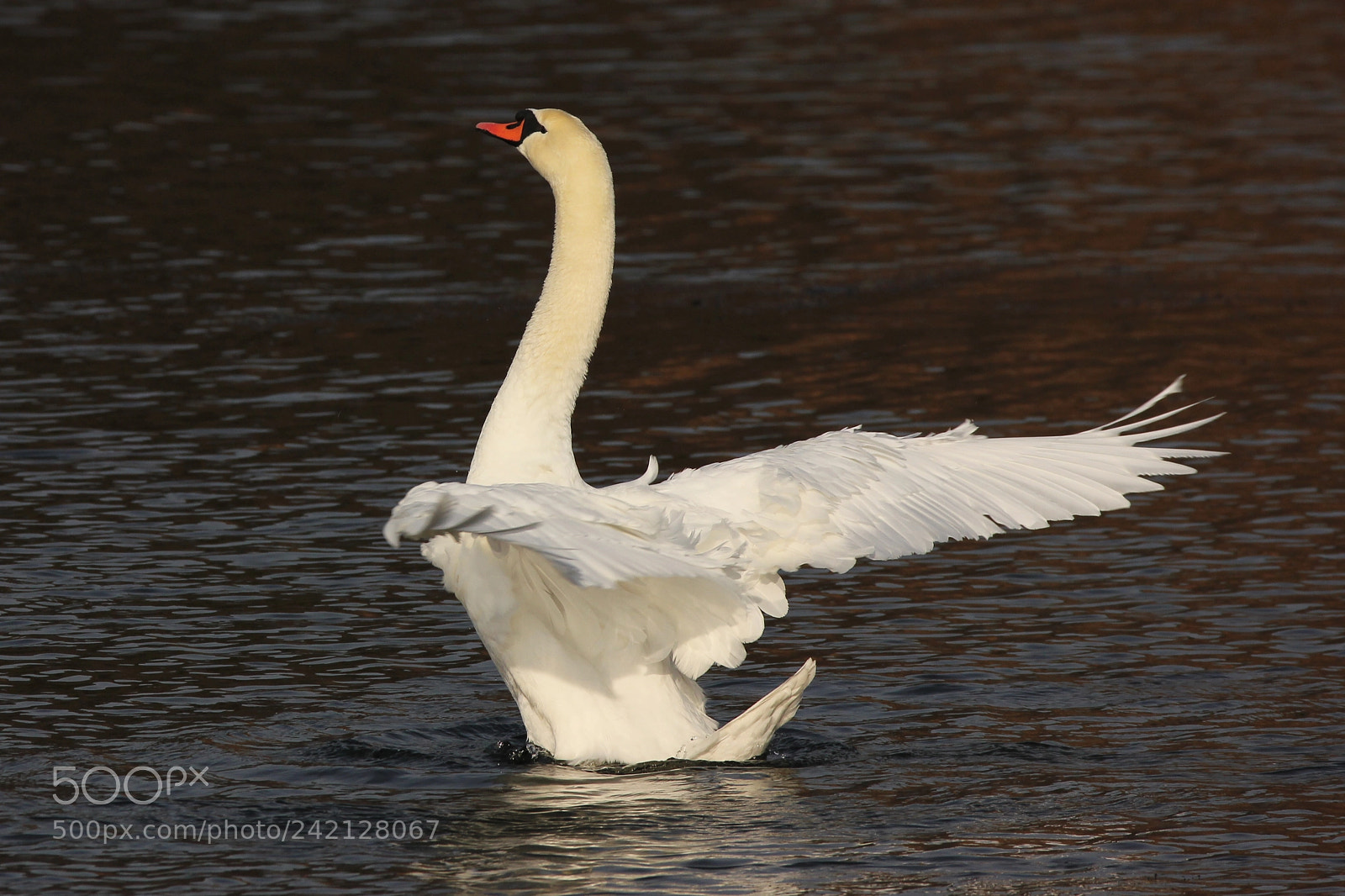Canon EOS 550D (EOS Rebel T2i / EOS Kiss X4) sample photo. Swan photography
