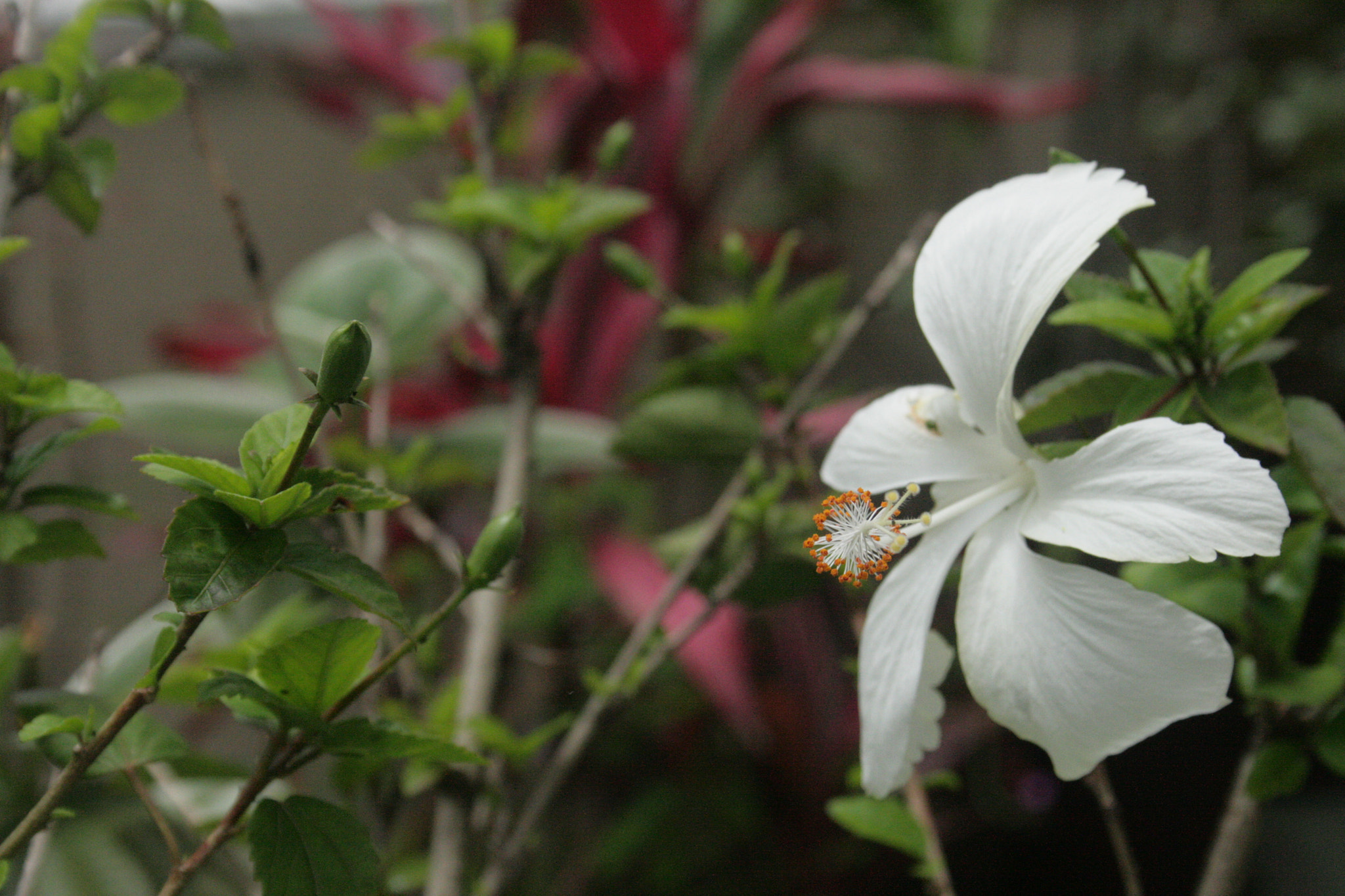 Canon EOS 400D (EOS Digital Rebel XTi / EOS Kiss Digital X) sample photo. Nature photography