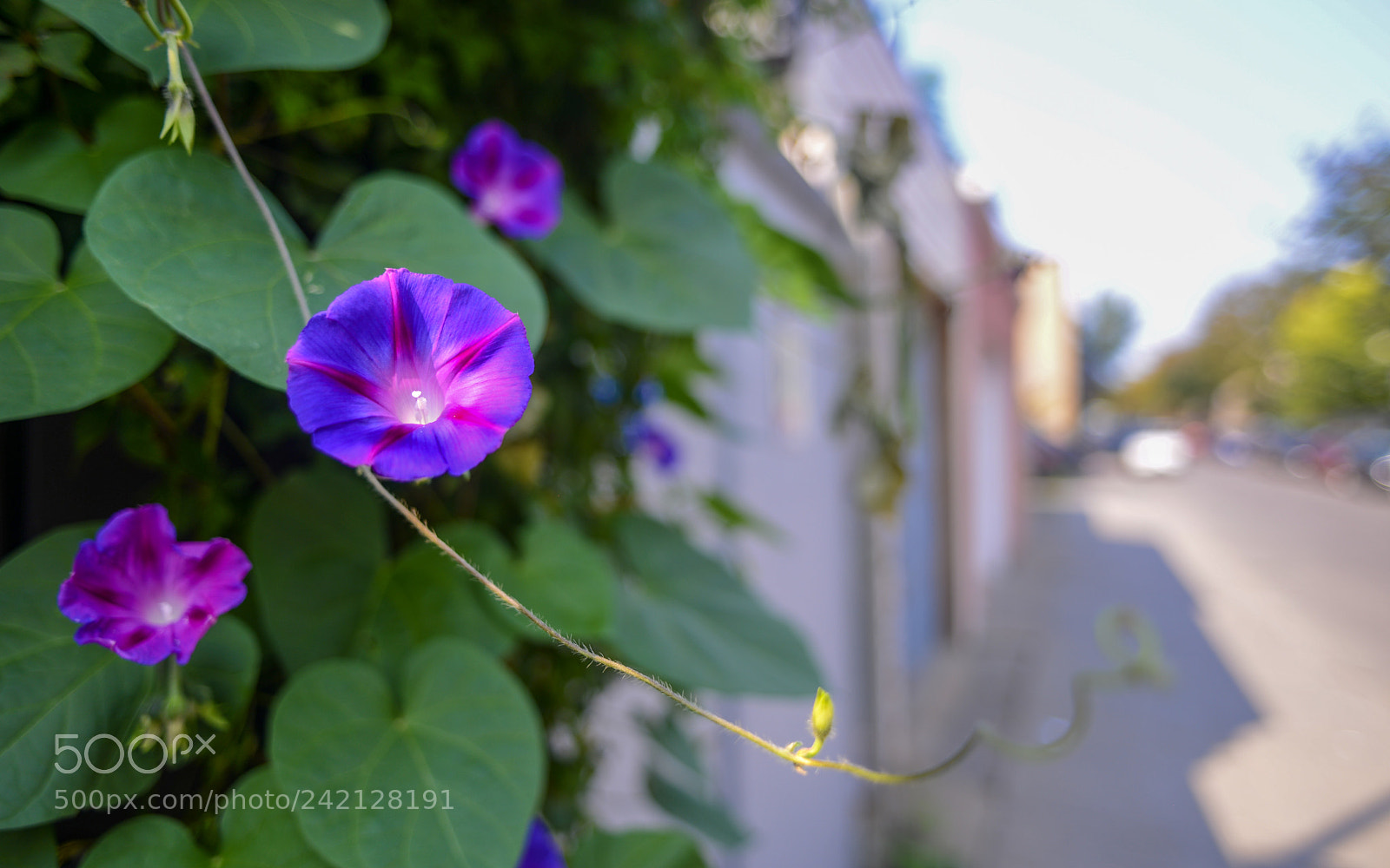 Nikon D600 sample photo. Street flowers photography