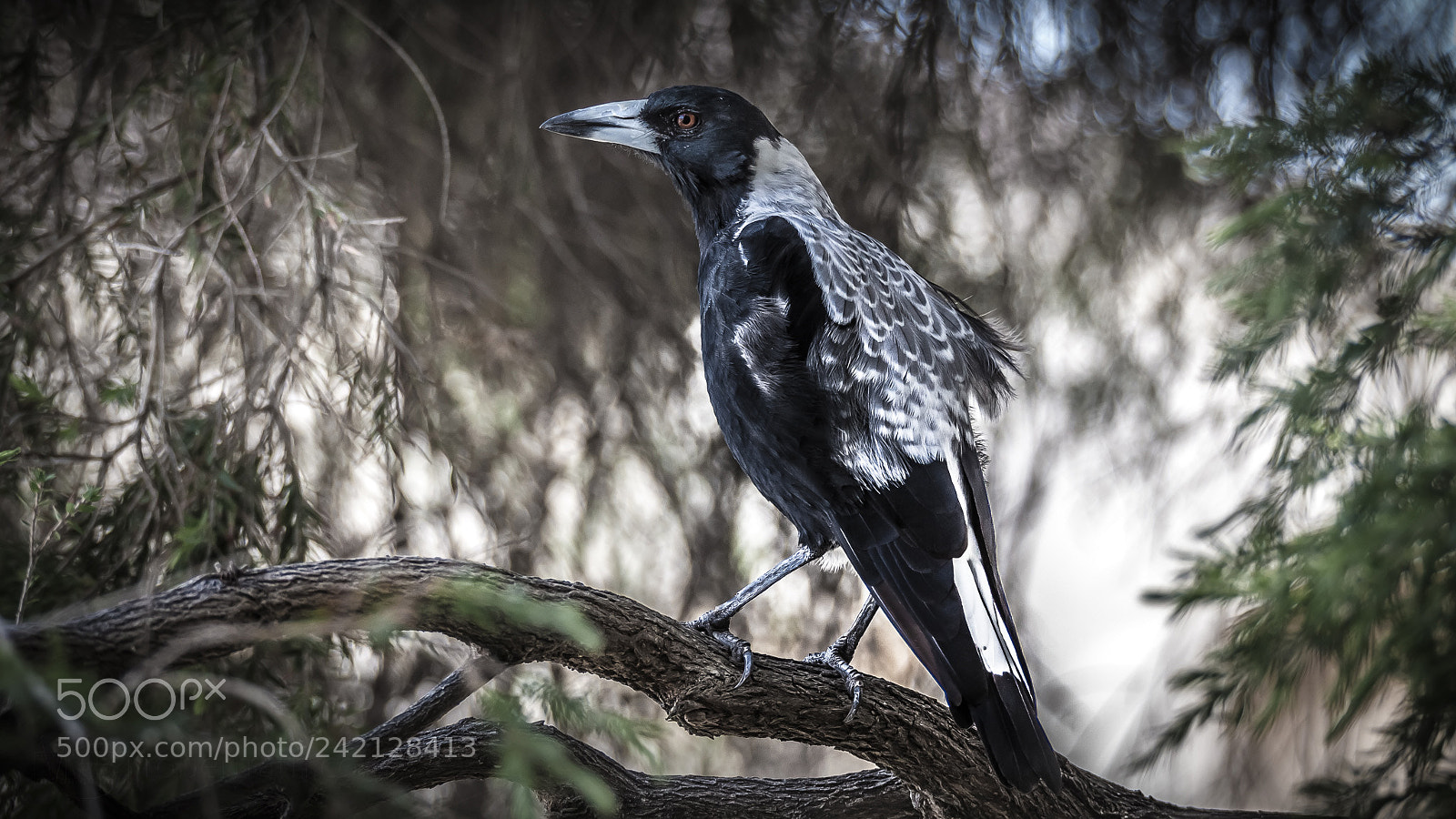 Canon EOS 50D sample photo. Morning songbird photography