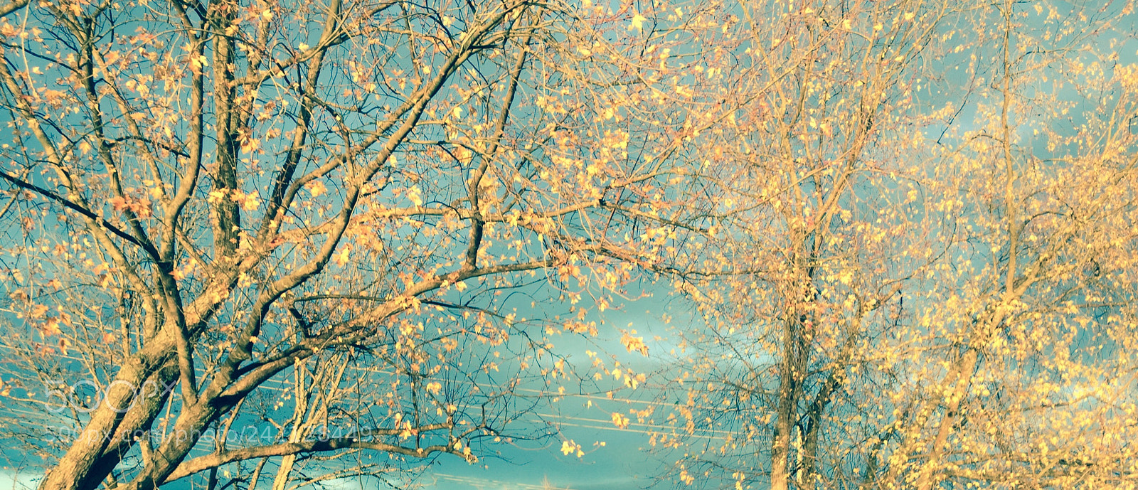 Apple iPhone 6 sample photo. Flourish photography