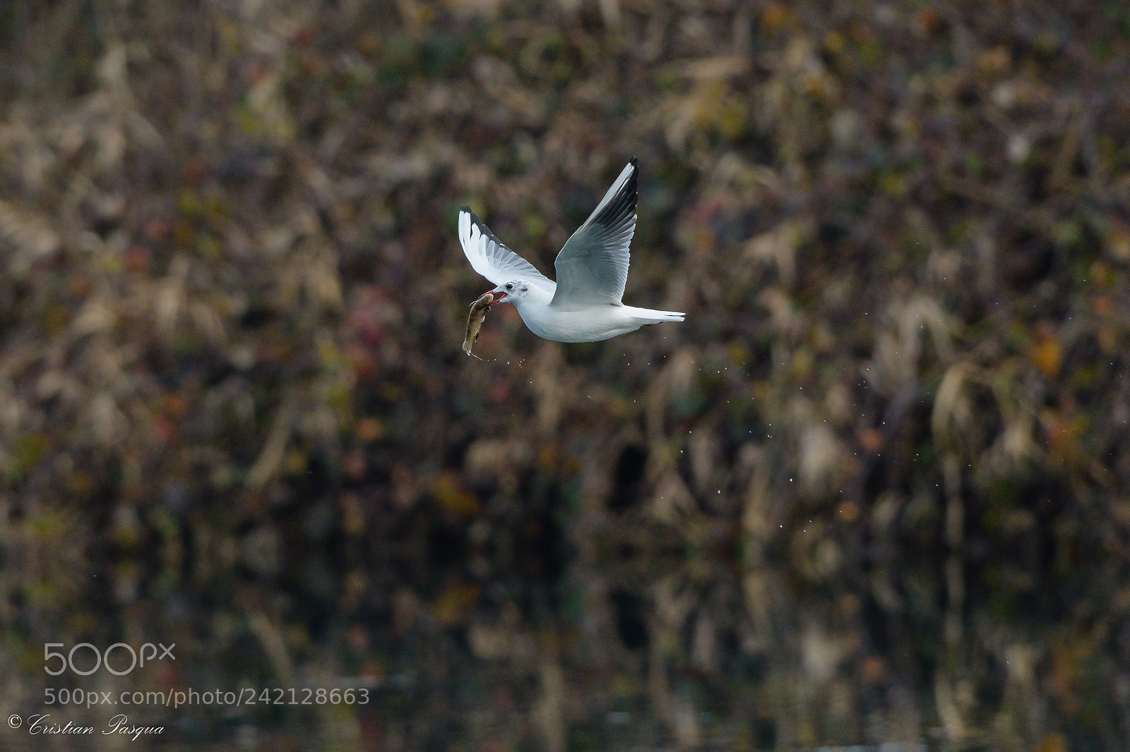 Nikon D500 sample photo. Seagull with fish photography