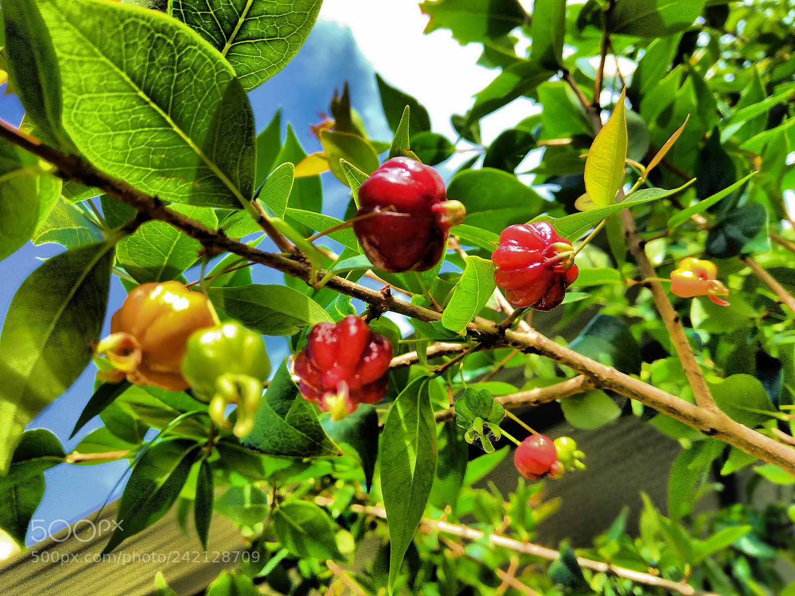 Xiaomi Redmi Note3 sample photo. Brazilian cherry photography