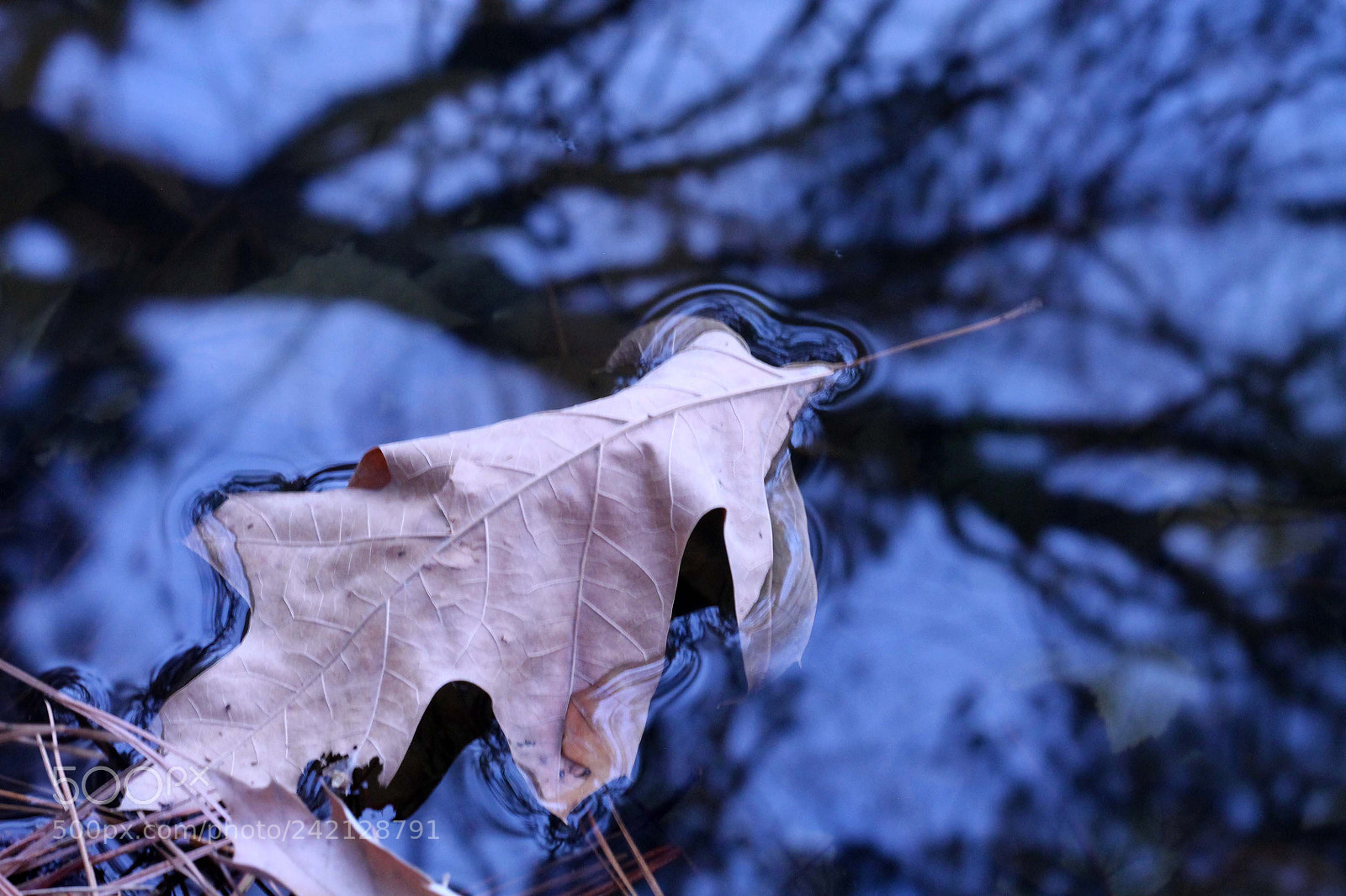 Canon EOS 1100D (EOS Rebel T3 / EOS Kiss X50) sample photo. Leaf photography