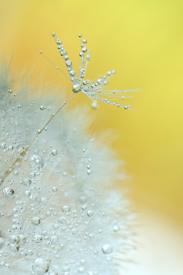Canon EF-S 55-250mm F4-5.6 IS sample photo. Pusteblumenperlen photography