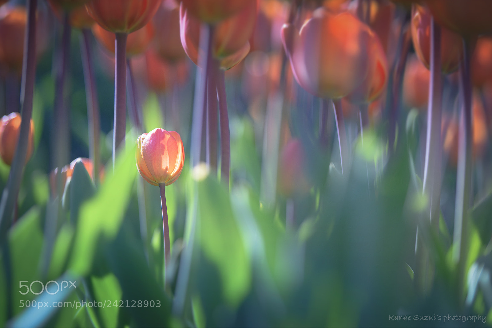 Nikon D810 sample photo. Hide and seek photography