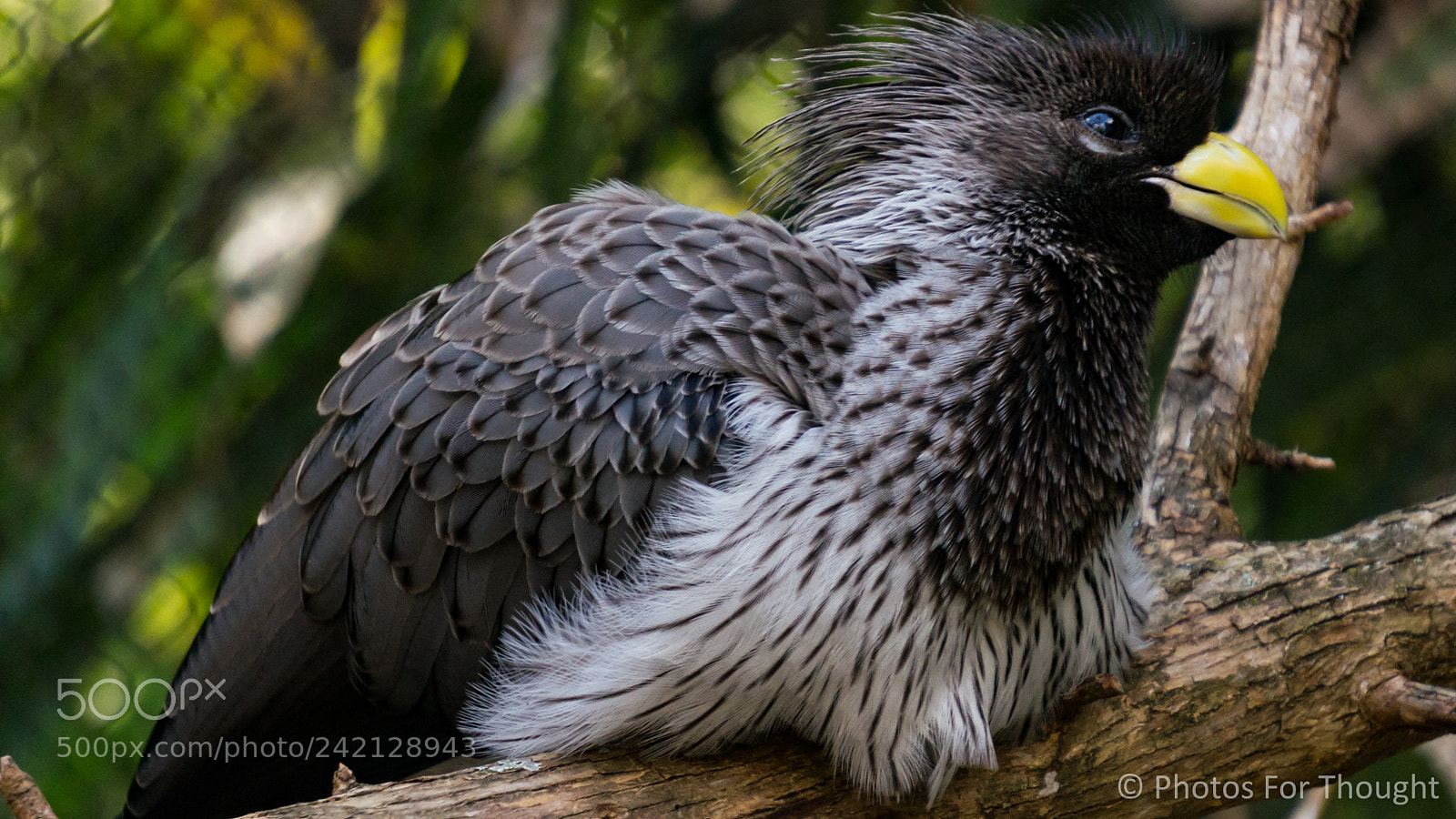 Sony Alpha NEX-5R sample photo. Roost photography