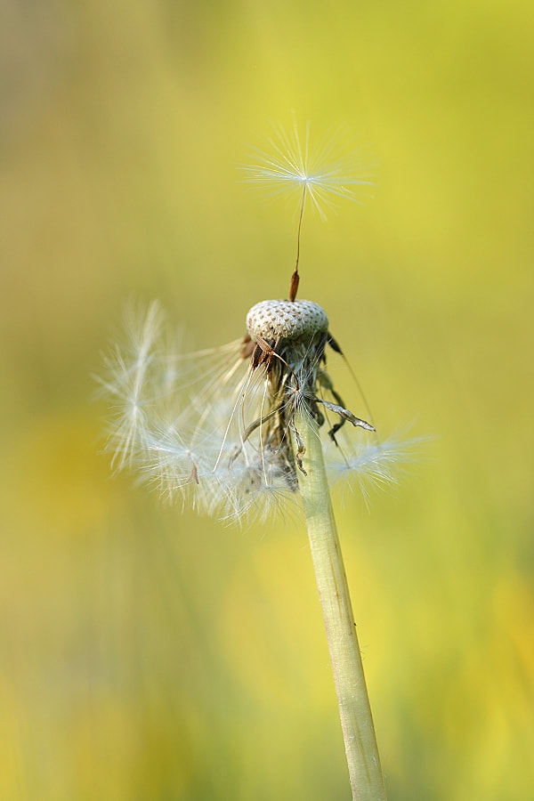 Canon EF-S 55-250mm F4-5.6 IS sample photo. Standhaft photography