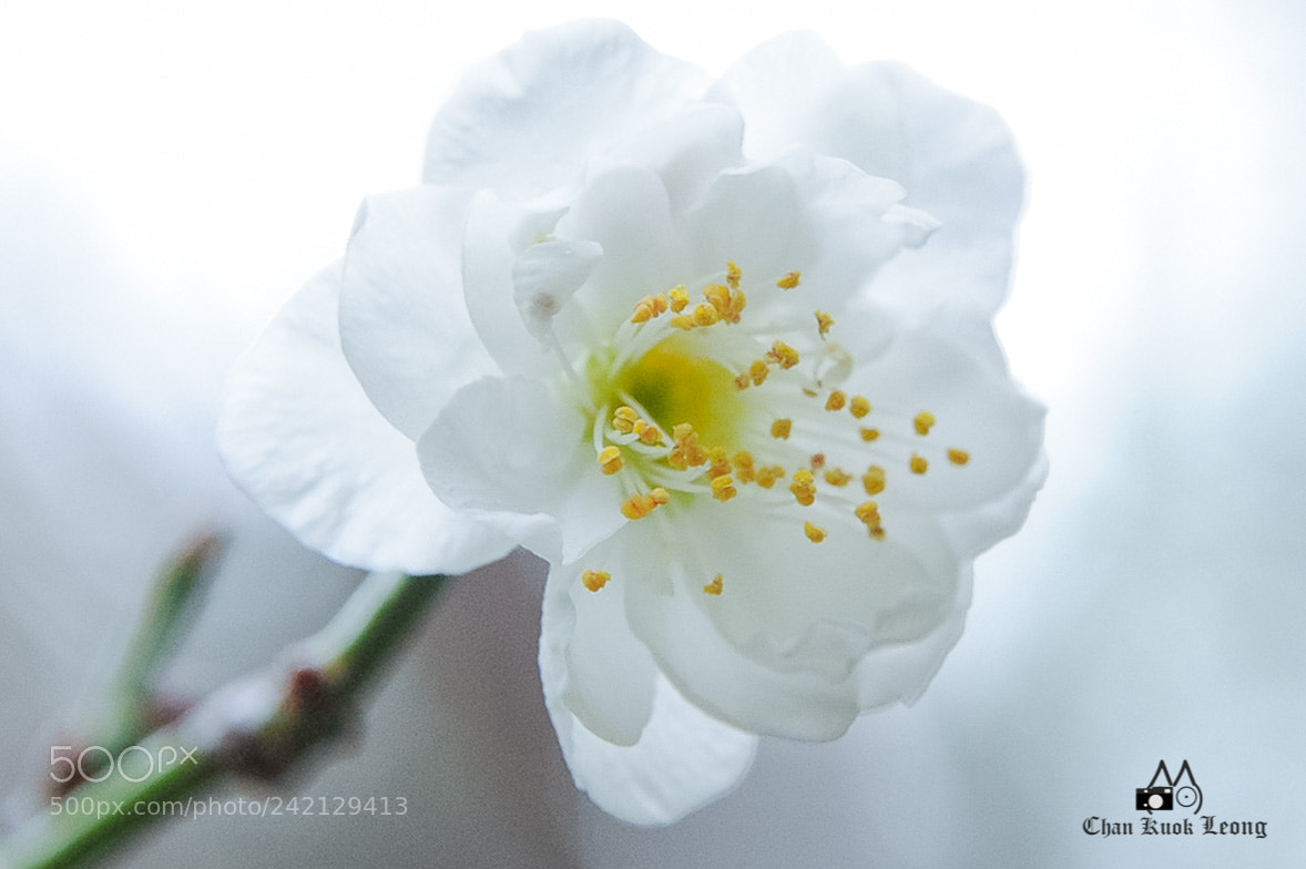 Nikon D3S sample photo. Plum blossom photography