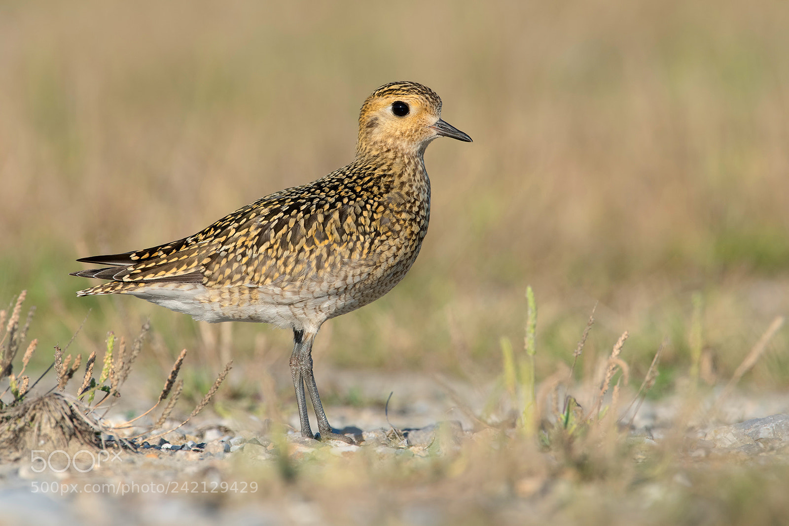 Nikon D810 sample photo. Golden plover photography