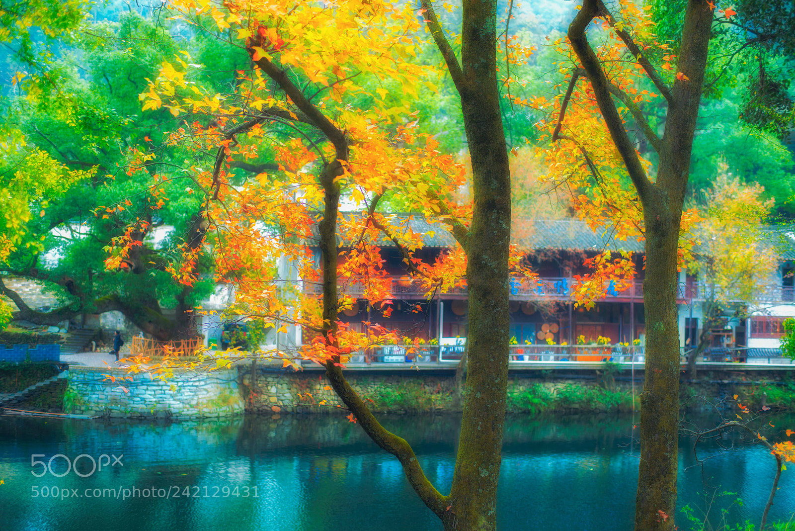 Nikon D800E sample photo. Maple red photography