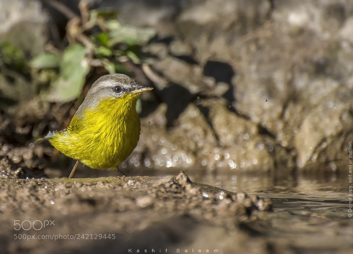 Nikon D7200 sample photo. Grey hooded warbler photography