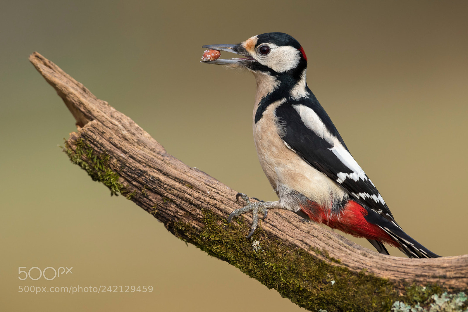 Nikon D850 sample photo. Woodpecker / buntspecht photography