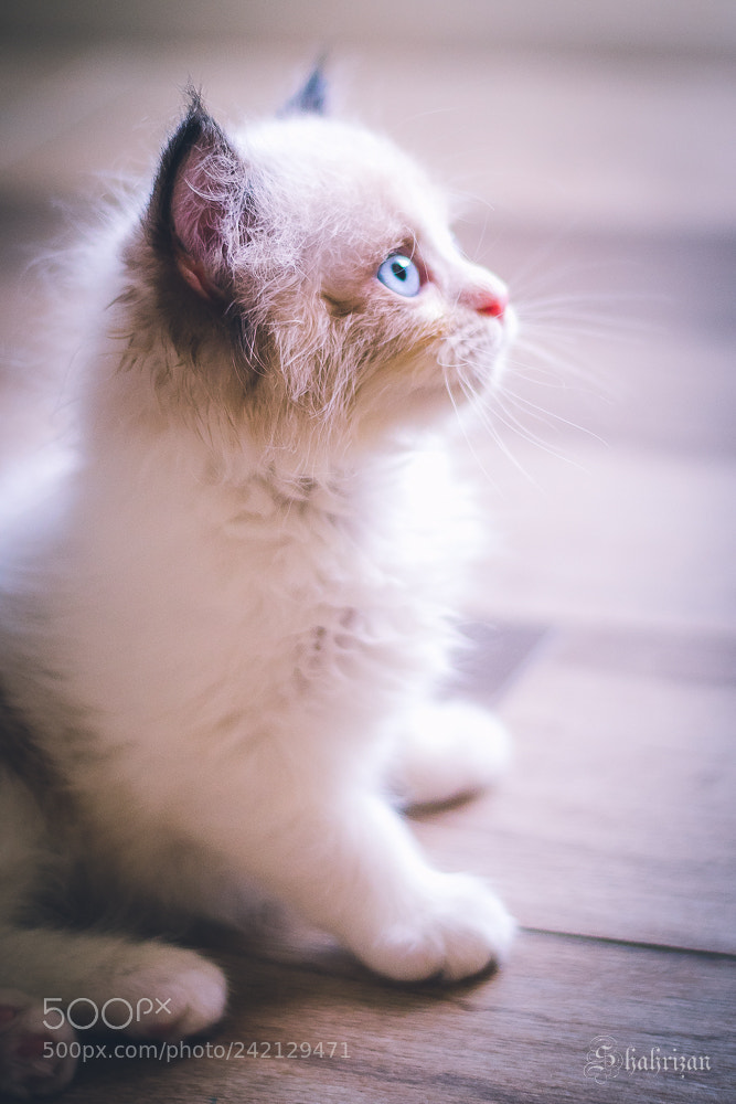 Nikon D500 sample photo. Ragdoll kitten photography