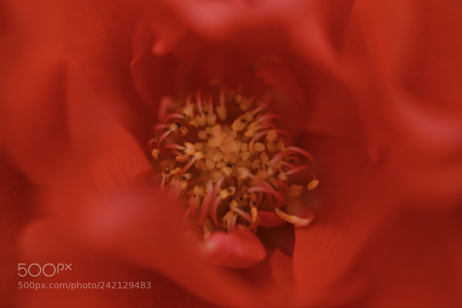 Nikon D850 sample photo. Orange rose photography