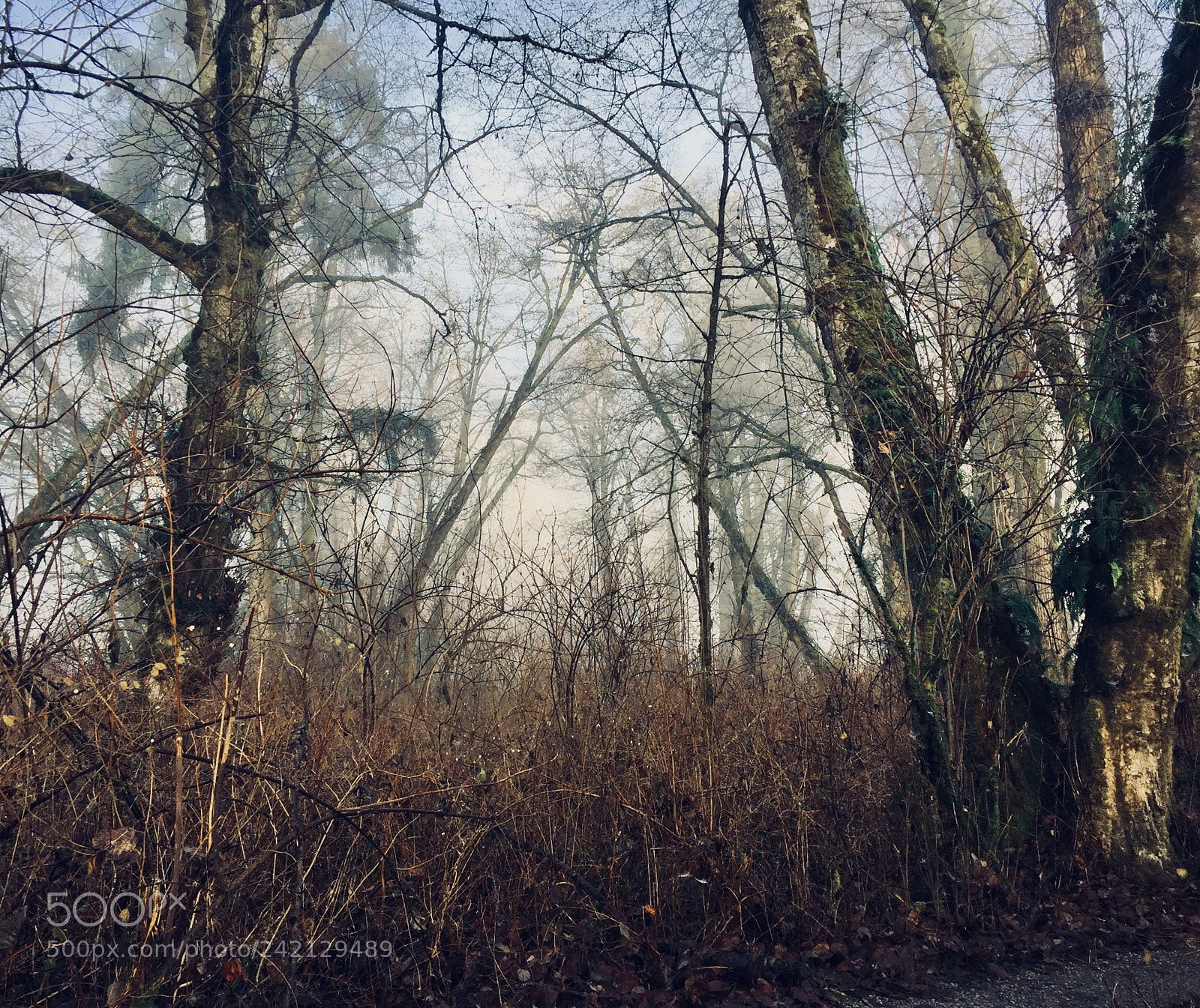 Apple iPhone 6 sample photo. Winter forest 2 photography