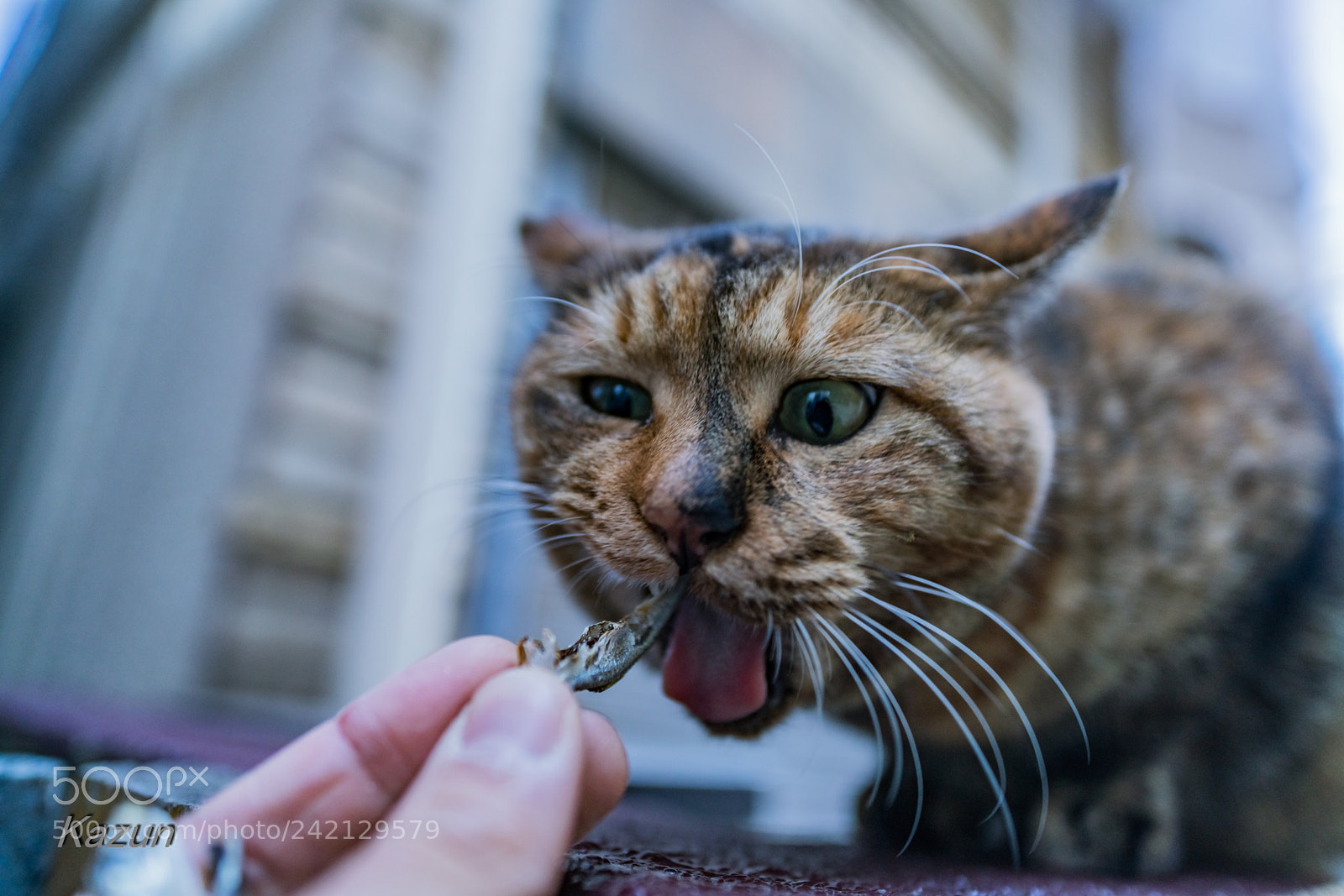 Sony a99 II sample photo. Give me~ photography