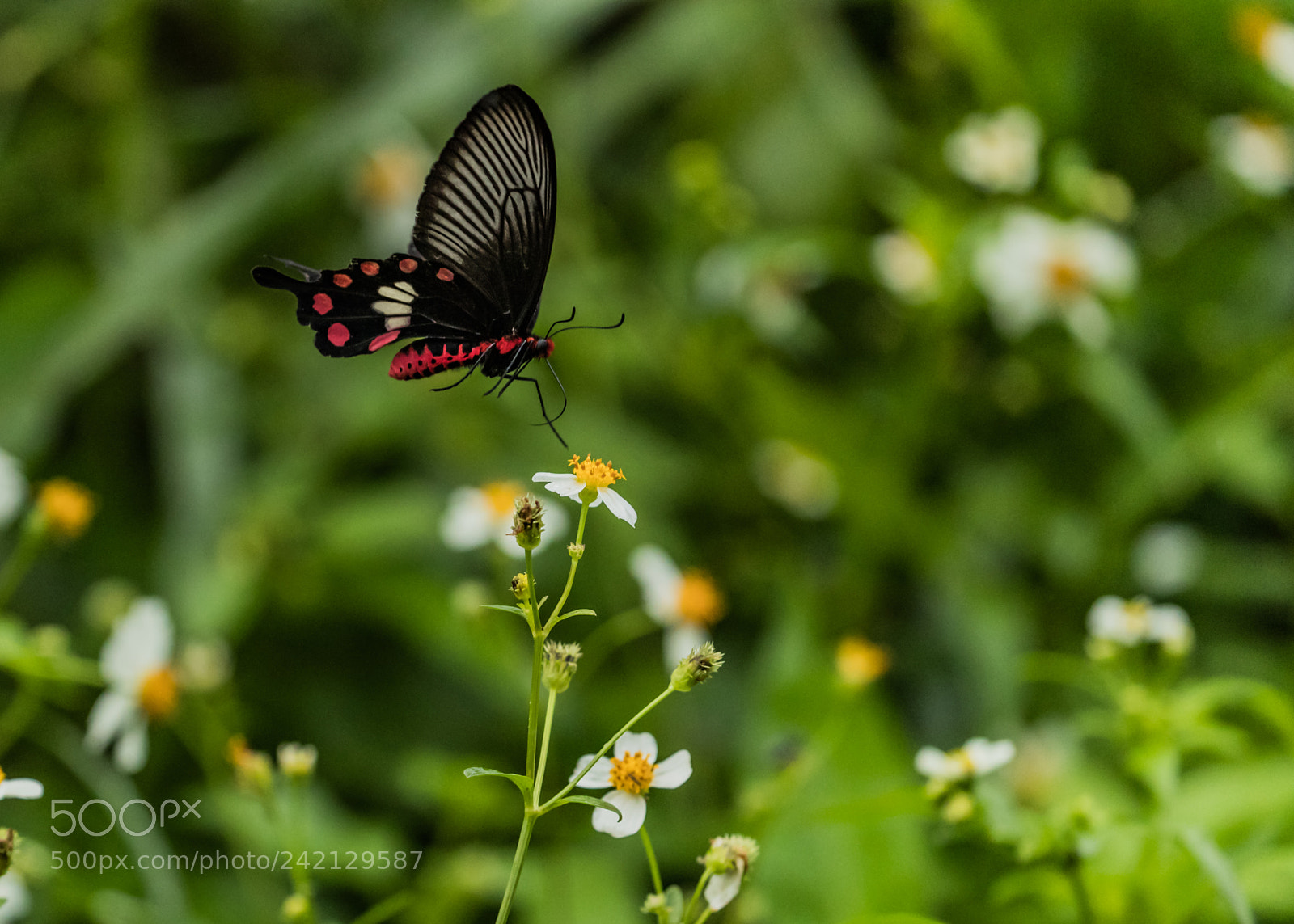 Canon EOS-1D X Mark II sample photo. Red body photography