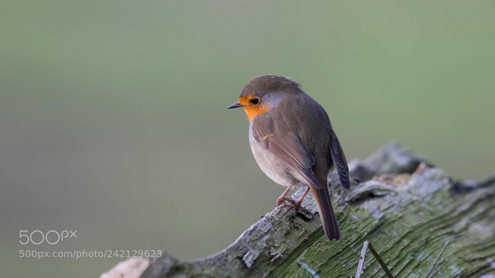 Nikon D500 sample photo. Roodborstje photography