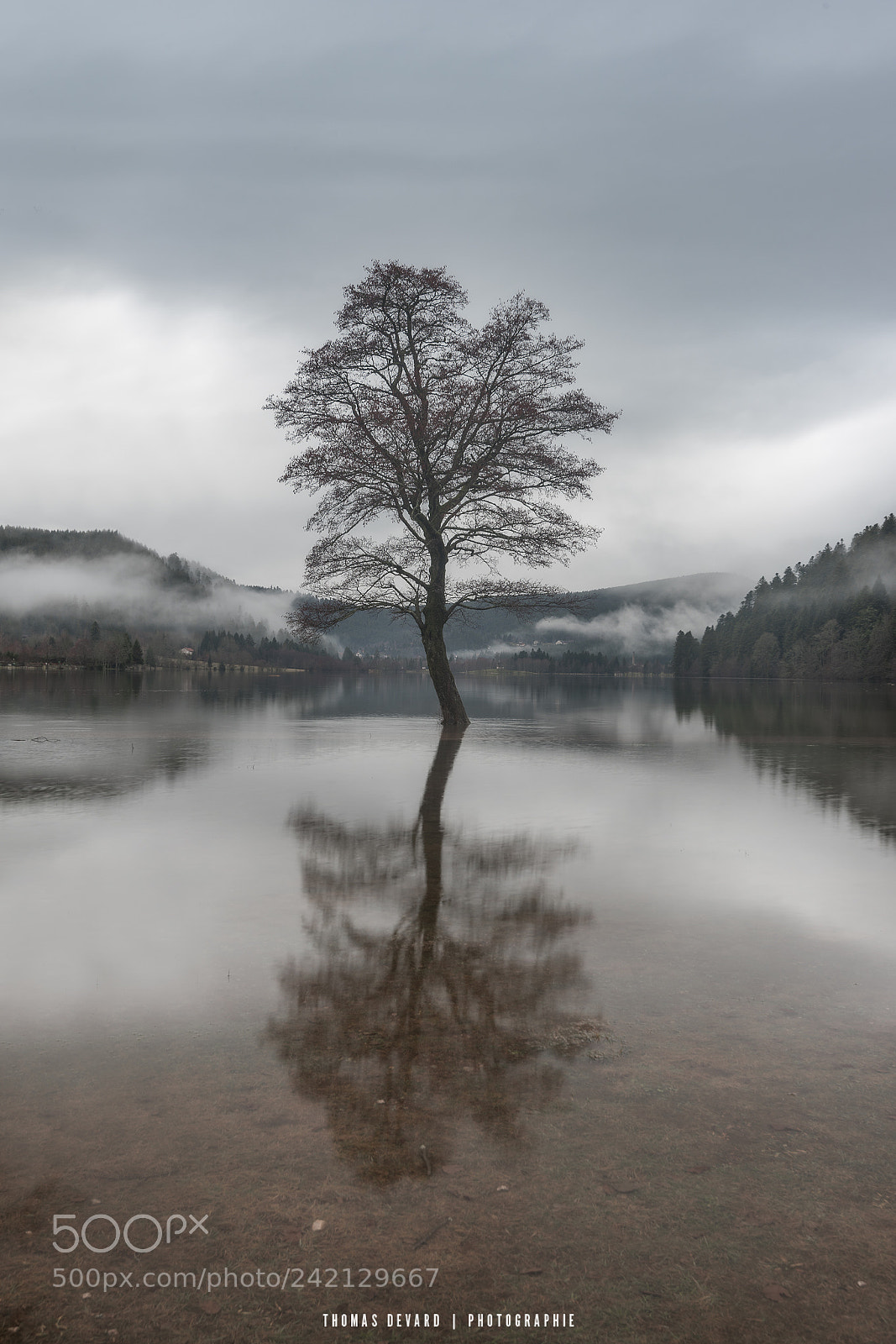 Nikon D810 sample photo. Tree in a lake photography
