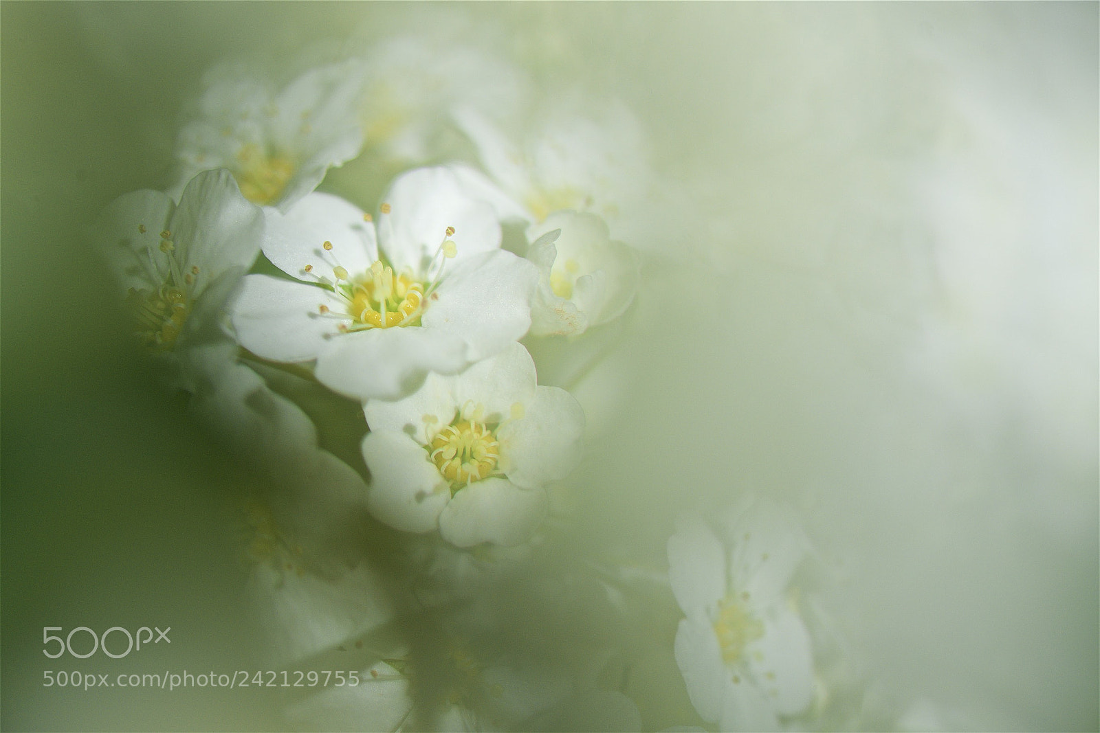 Nikon D600 sample photo. Bloom & beauty photography