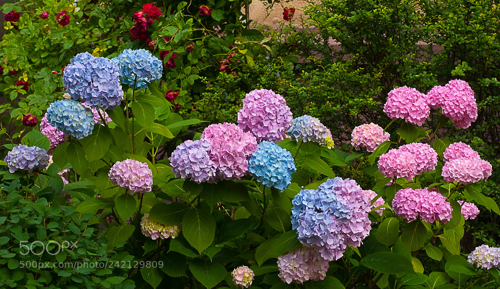 Nikon D300 sample photo. Flowering hydrangeas in the photography